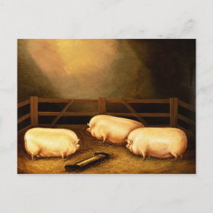 Three Prize Pigs outside a Sty Postcard