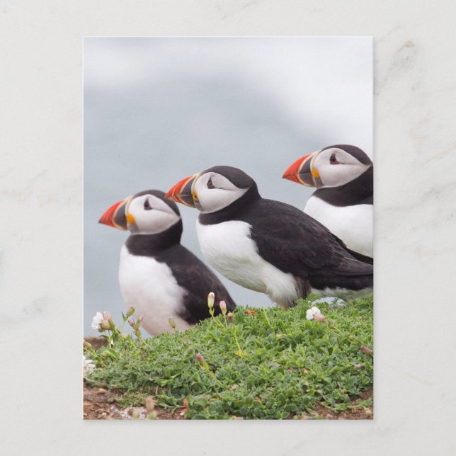 Three Puffins Postcard (Front)