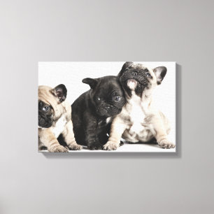 Three Pug Puppies Canvas Print