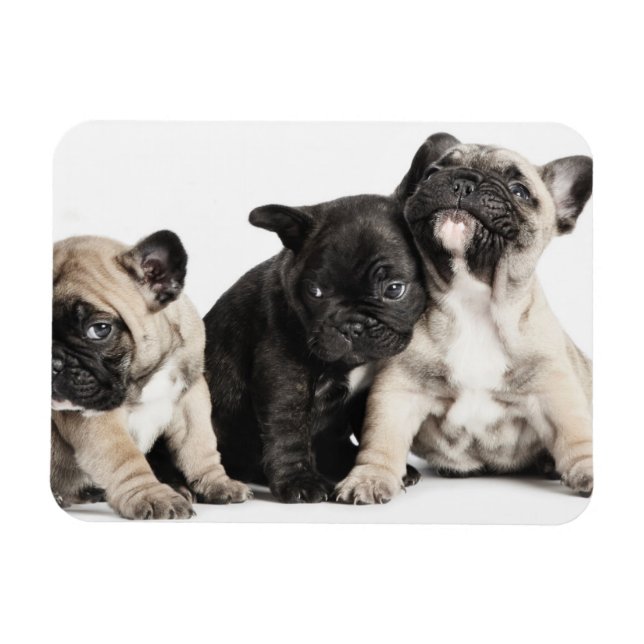 Three Pug Puppies Magnet (Horizontal)
