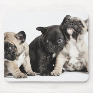 Three Pug Puppies Mouse Pad