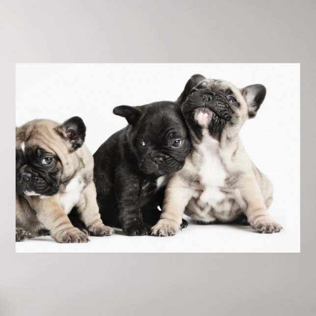 Three Pug Puppies Poster (Front)