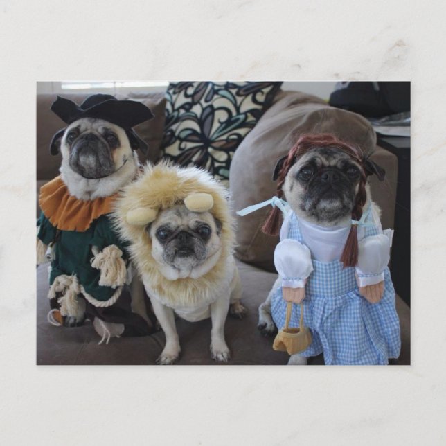Three Pugs dressed for Halloween Postcard (Front)
