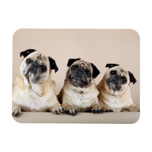 Three Pugs In A Row Magnet (Horizontal)