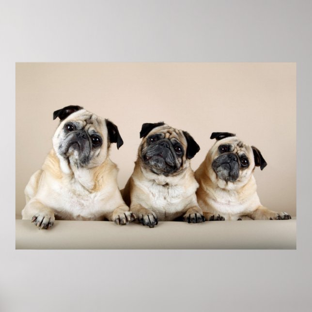 Three Pugs In A Row Poster (Front)