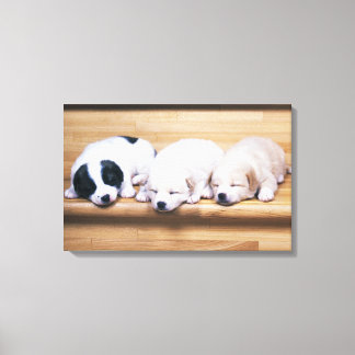 Three Puppies Canvas Print