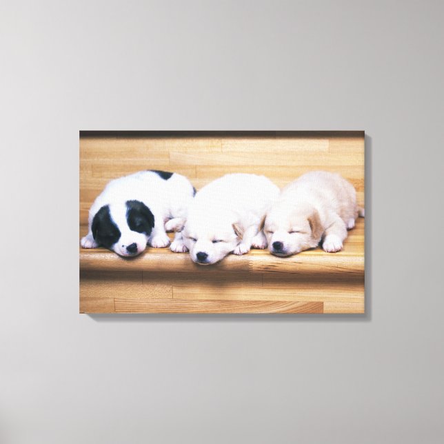Three Puppies Canvas Print (Front)