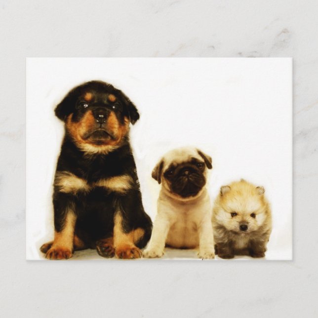 Three puppies postcard (Front)