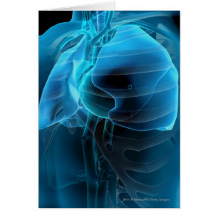 Three quarter view of the heart and lungs