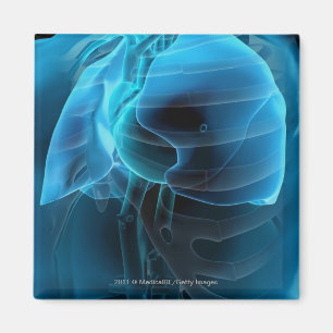 Three quarter view of the heart and lungs magnet