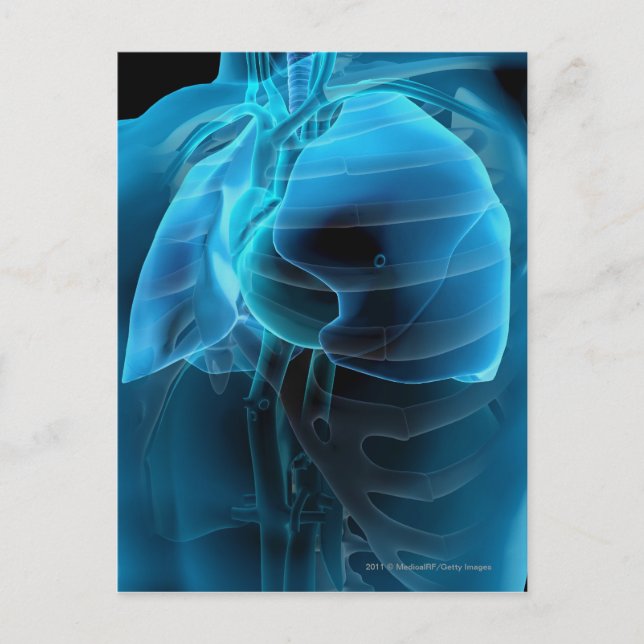Three quarter view of the heart and lungs postcard (Front)
