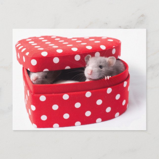 Three rats in a Heartbox Postcard (Front)