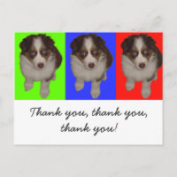Three Red Tri Aussie Puppies