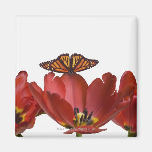 Three red tulips and a monarch butterfly against magnet