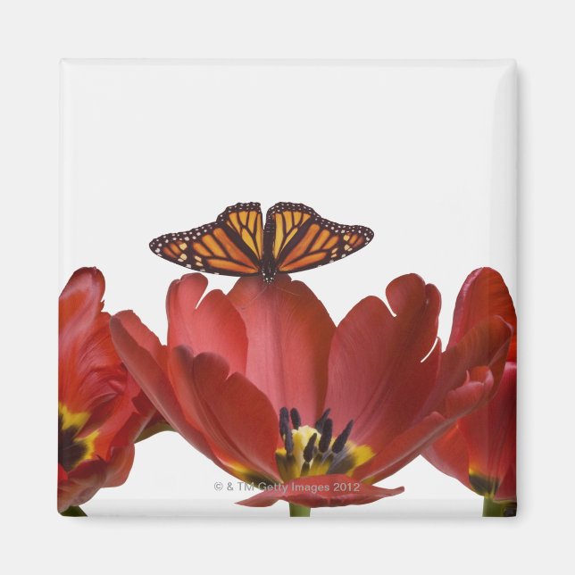Three red tulips and a monarch butterfly against magnet (Front)