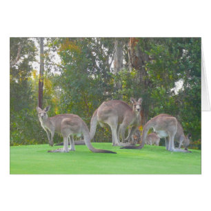 three roos