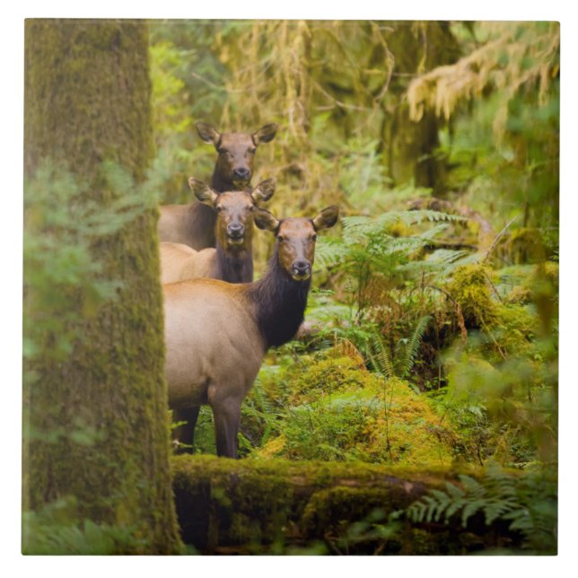 Three Roosevelt Elk Cows Looking At View Tile (Front)