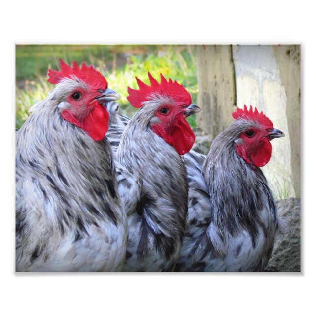 Three Roosters Photo Print (Front)