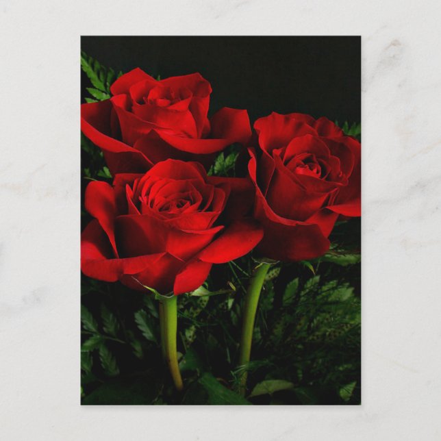 Three Roses Postcard (Front)