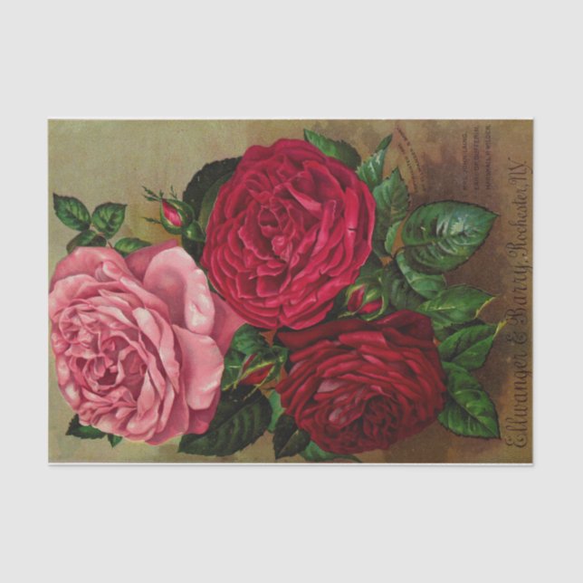 Three Roses Seed Catalogue Tissue Paper (Front)