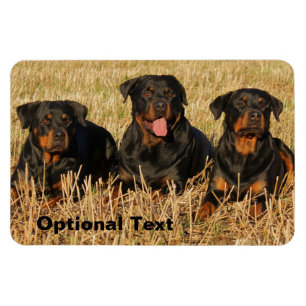 Three Rottweiler Dogs - Pack of Rotties Magnet