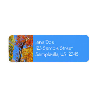 Three Shades of Colourful Fall Maple Trees