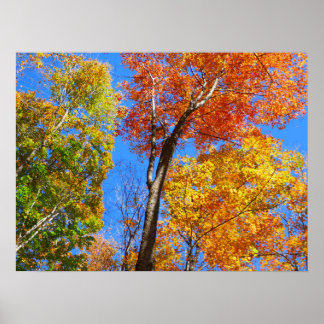 Three Shades of Colourful Fall Maple Trees Poster