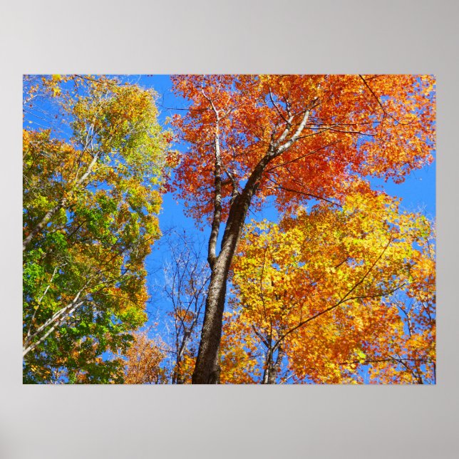 Three Shades of Colourful Fall Maple Trees Poster (Front)