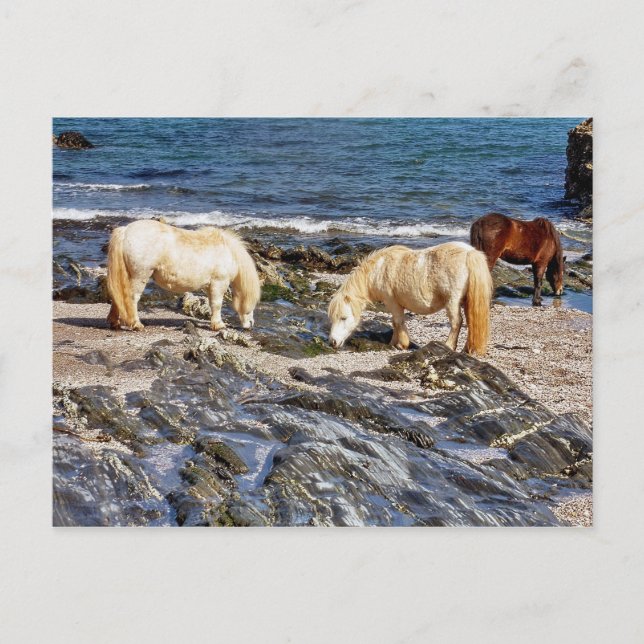 Three Shetland Ponies On Remote South Devon Beach Postcard (Front)
