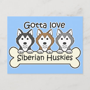 Three Siberian Huskies Postcard
