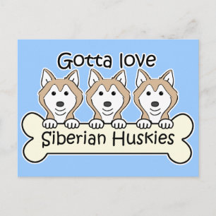 Three Siberian Huskies Postcard