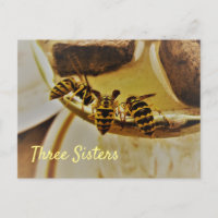 Three Sisters Yellowjacket Wasps