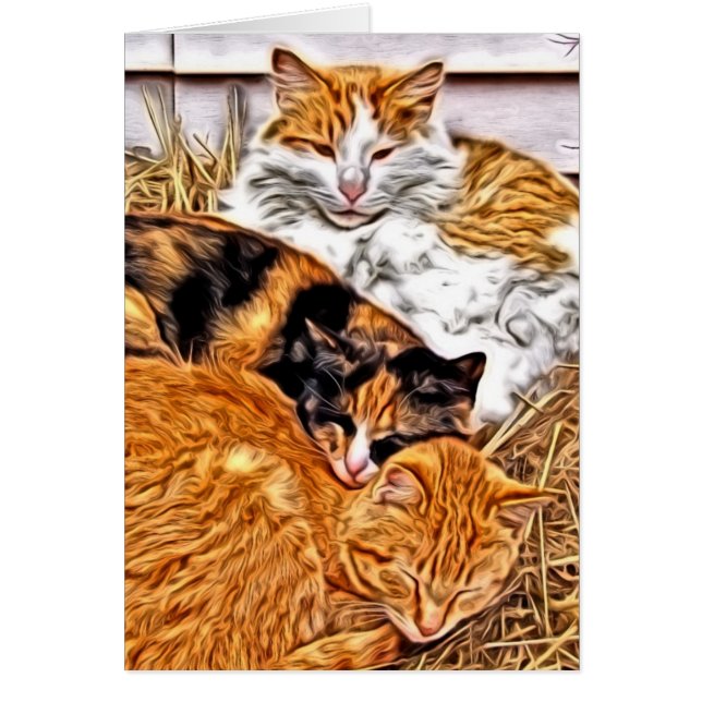 Three Sleepy Cats, All Occasion Blank Greeting (Front)