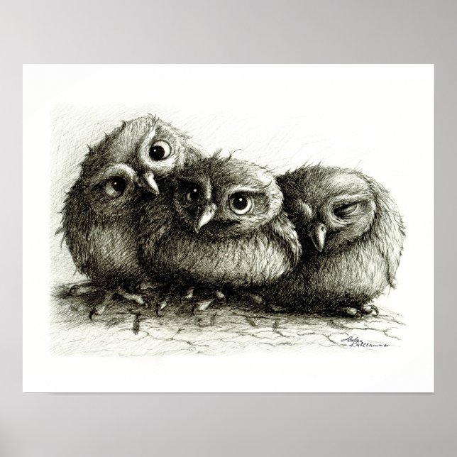 Three so Cute Baby Owls Poster (Front)