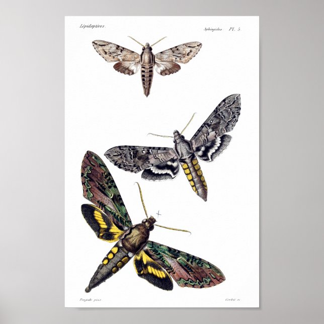 Three sphinx moths poster (Front)