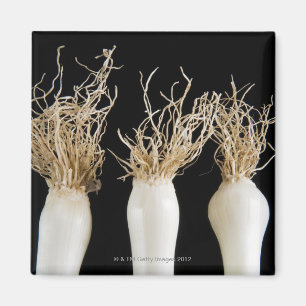 Three spring onions magnet