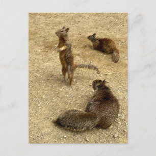 Three Squirrels Invitation Postcard