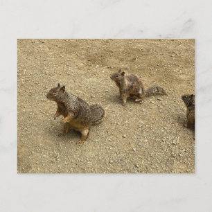 Three Squirrels Invitation Postcard