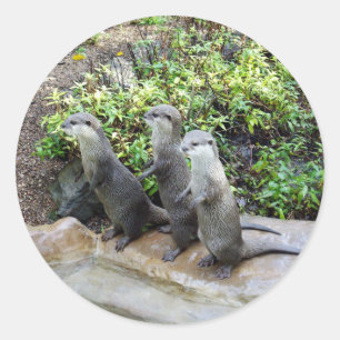 Three Standing Small Wise Otters Classic Round Sticker
