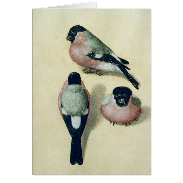Three studies of a bullfinch (Front)
