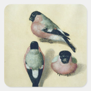 Three studies of a bullfinch square sticker