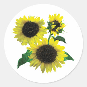Three Sunflowers Classic Round Sticker