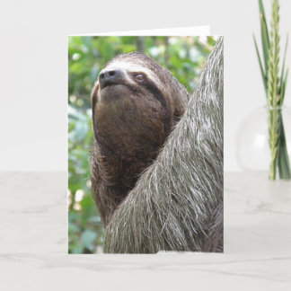 Three Toed Sloth Greeting Card