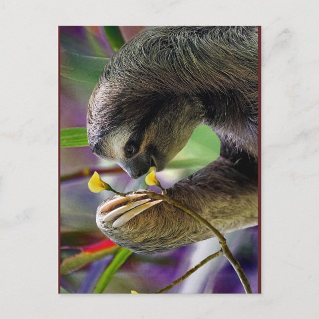 Three-Toed Tree Sloth Postcard (Front)