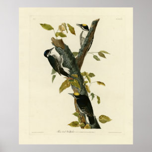 Three-toed Woodpecker - Audubon's Birds of America Poster