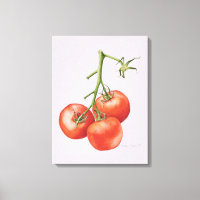 Three Tomatoes on the Vine 1997
