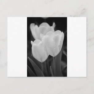 Three Tulips Postcard