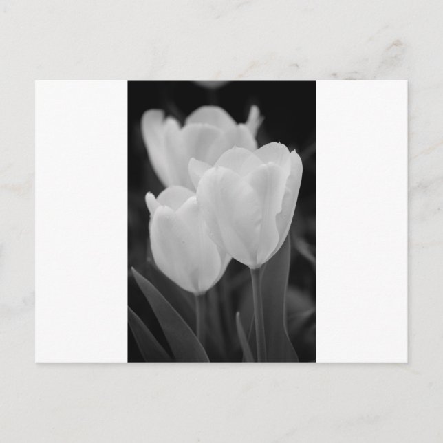 Three Tulips Postcard (Front)
