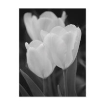 Three Tulips