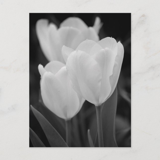 Three Tulips Postcard (Front)
